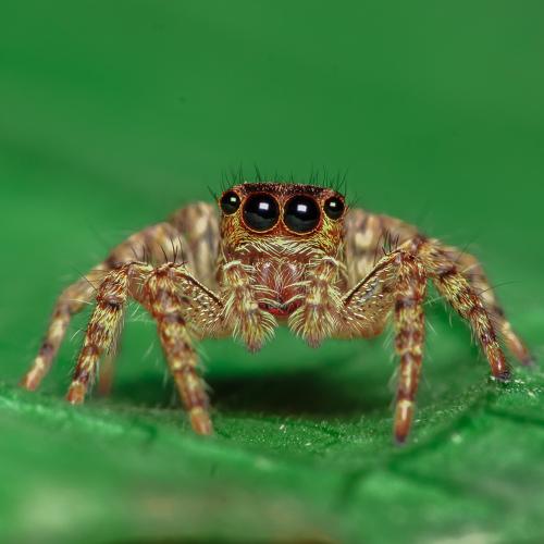 Spider