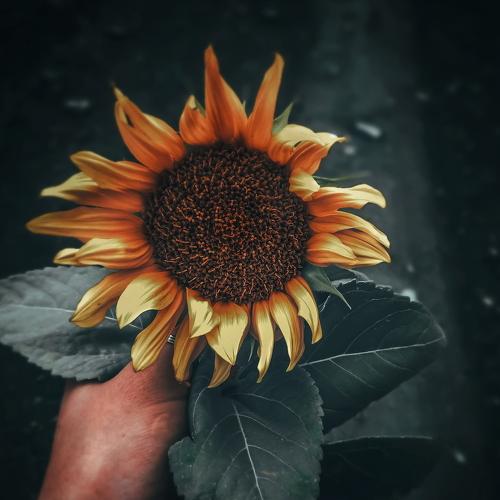 Photo #4326839
