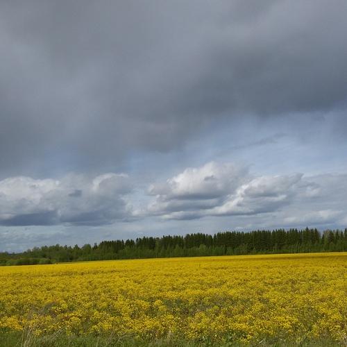 Поле