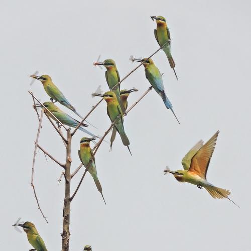 The BeeEater Tree ..!