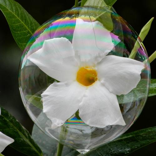 Flower in Bubble