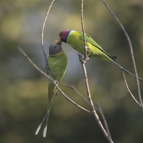 pulmheaded parakeet