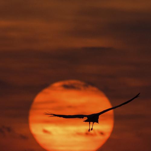 Domicile crane