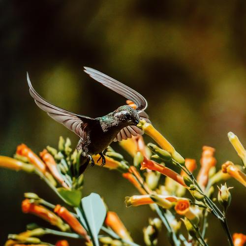 Colibrí
