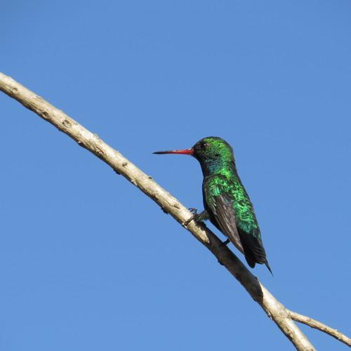 A green hummingbird in the trees