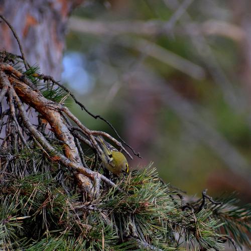 The Goldcrest bird