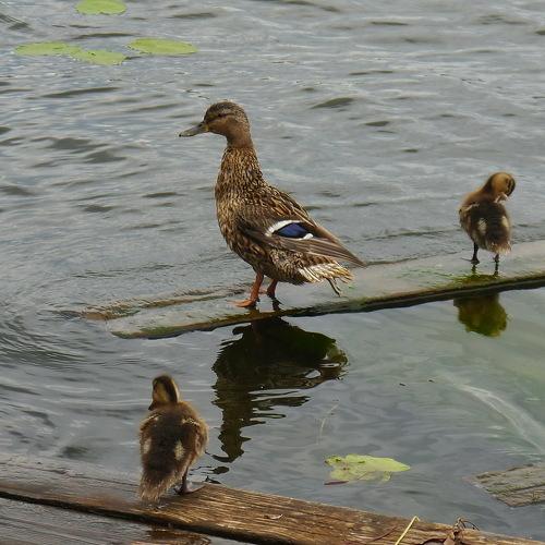 Photo #4333171