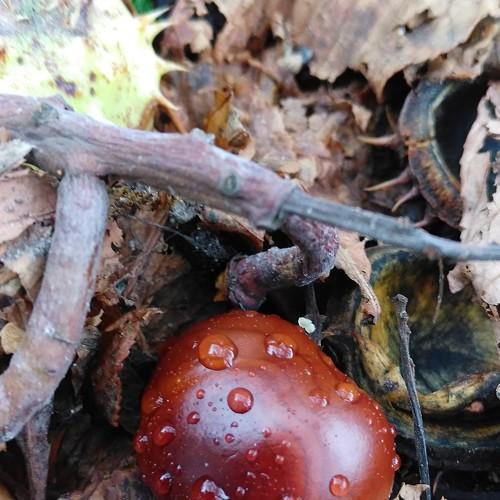 Photo #4333399