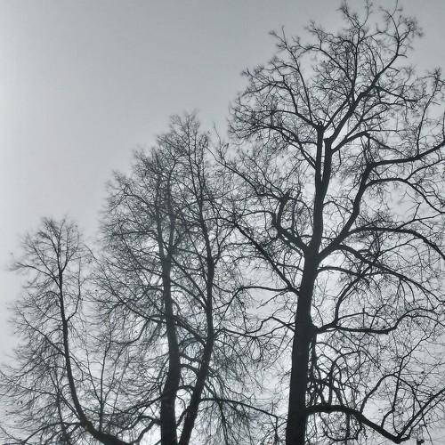 Photo #4333728