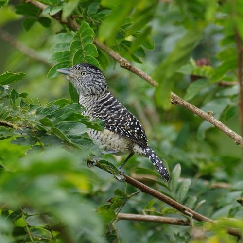 Fasciated Antshrike male