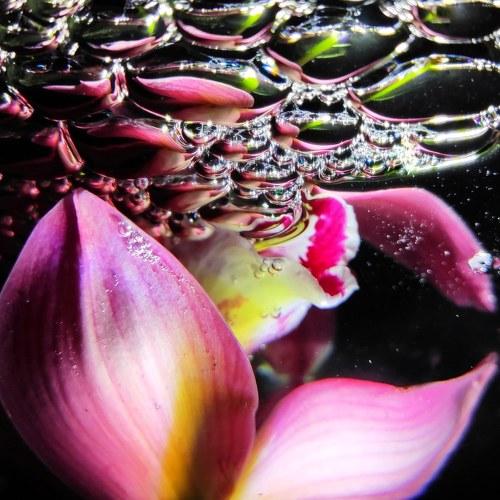 Photo #4335779