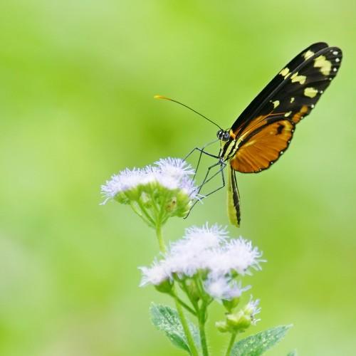 butterfly and craving for beauty