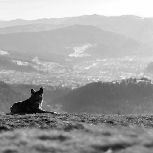 Photo #4337066