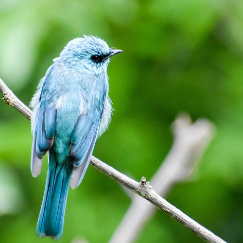 Bird on the Perch