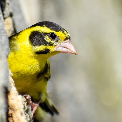 Bird on the Perch