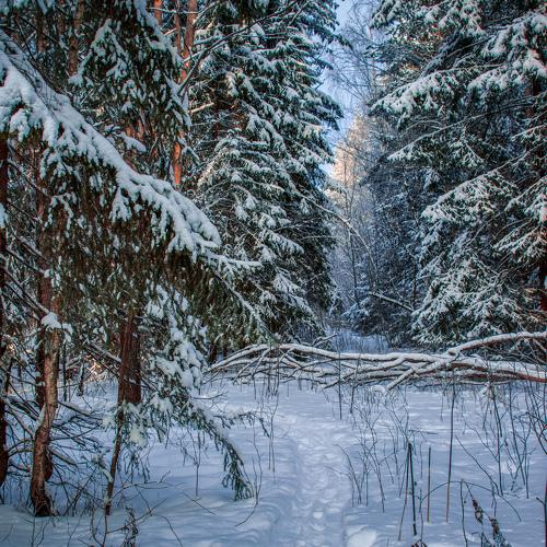 Photo #4339262
