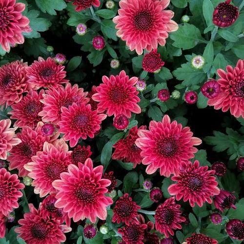 Patterns of nature
