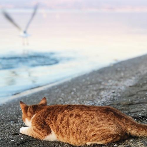 Photo #4340125