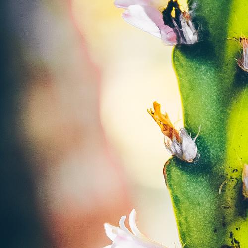 Photo #4340562