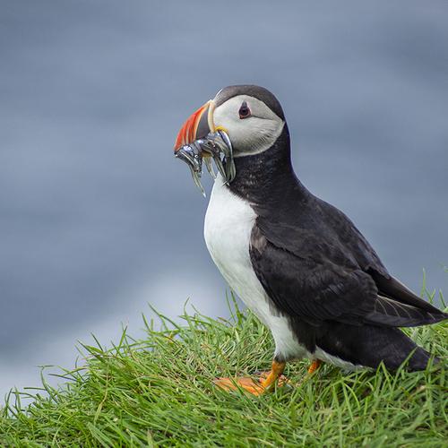 Puffin