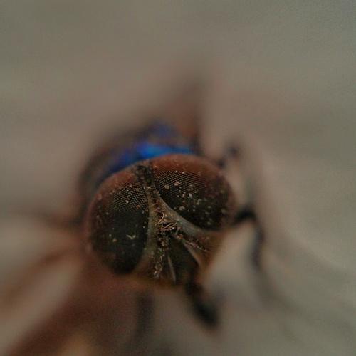 Photo #4342049
