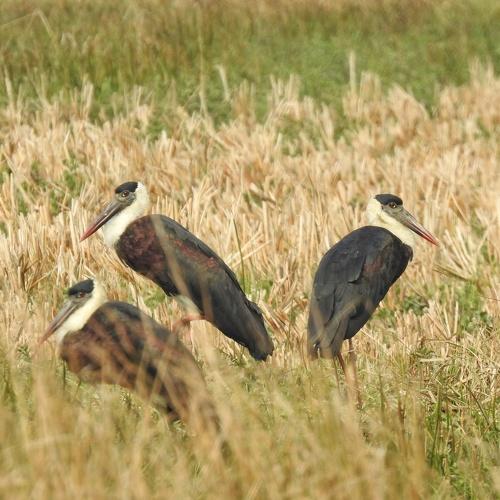 Photo #4342153