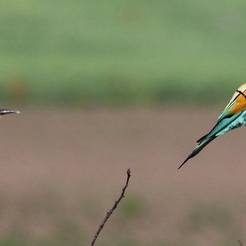 Photo #4342466