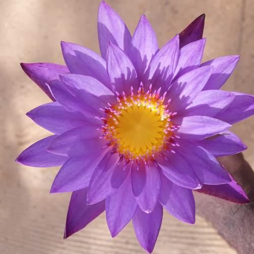 #Lotus ..