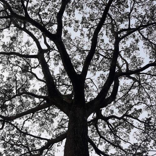 #The tree