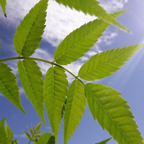 #Sunlight for plant
