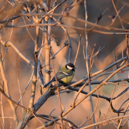 Tit portrait  at sunset