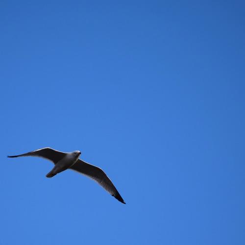 Seagull in flight