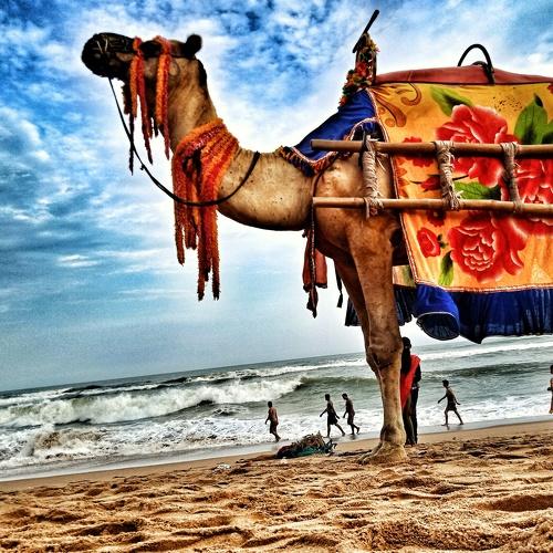The beach ride, the camel