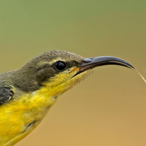 purple sunbird (female)