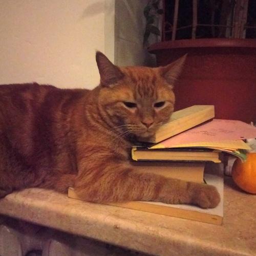 Photo #4345562