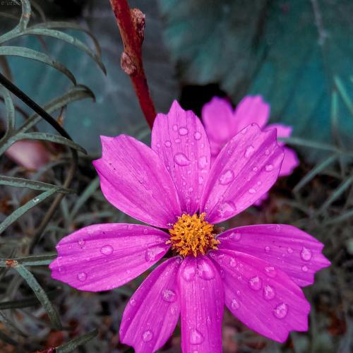 Photo #4345600