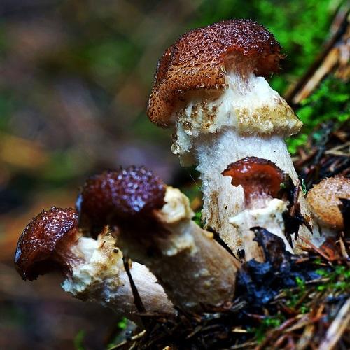 Photo #4348822