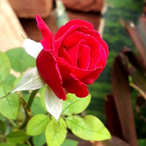 Photo #4350252