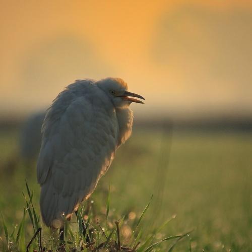 Photo #4350561