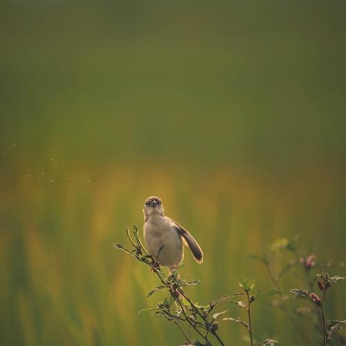Photo #4350563