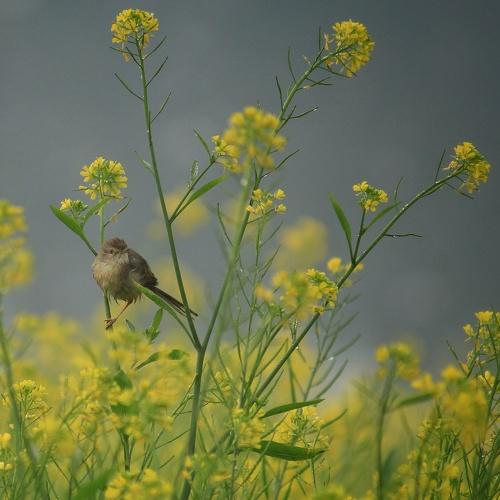 Photo #4350565
