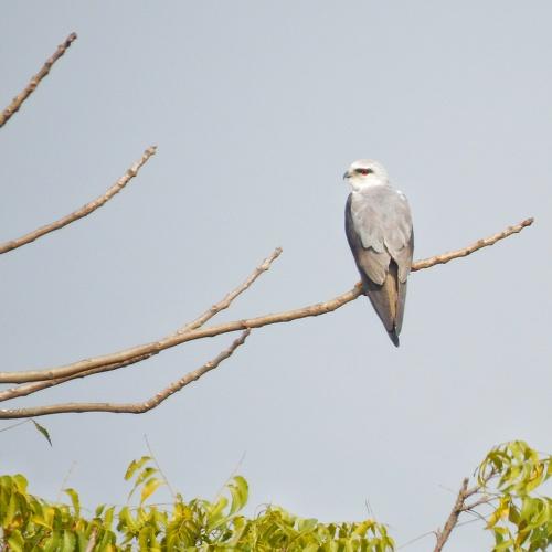 Photo #4352095