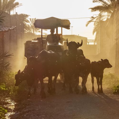 Photo #4352239