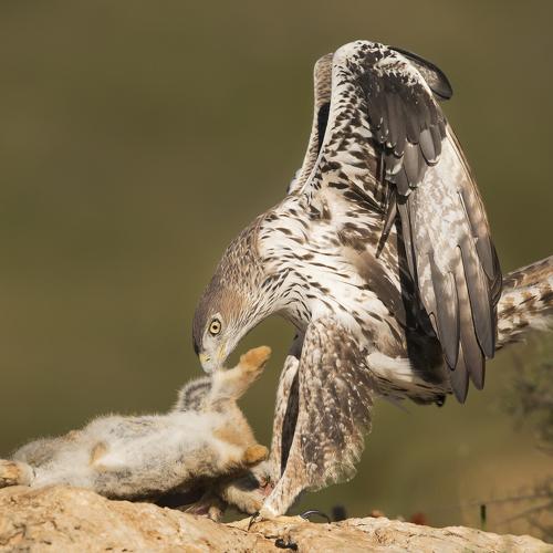 The Bonelli’S power