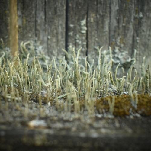 Photo #4355101