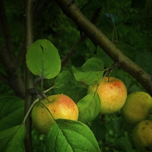 Photo #4357038