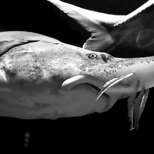 Photo #4357512