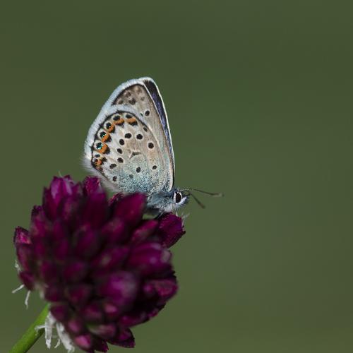 Photo #4358101