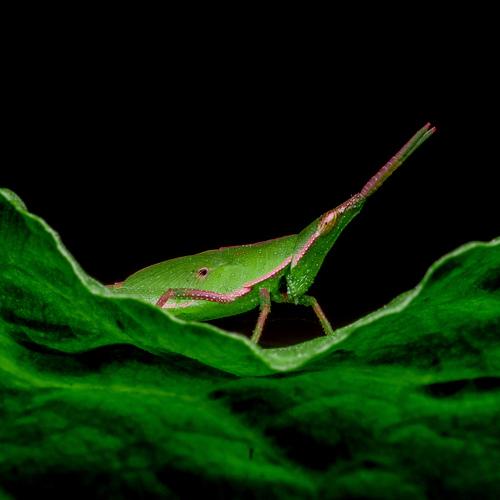 Photo #4358151