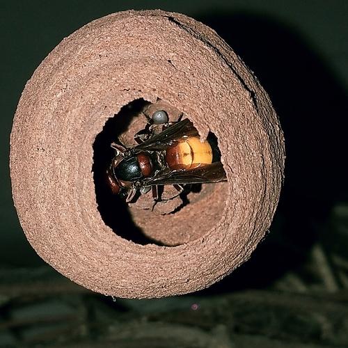 Photo #4358646